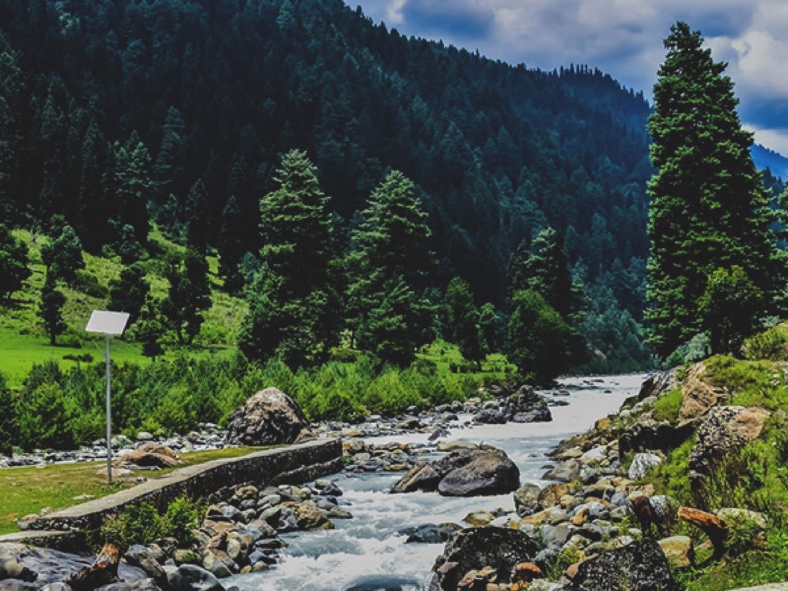 Lidder river and pine forest at Pahalgam